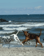 hunde